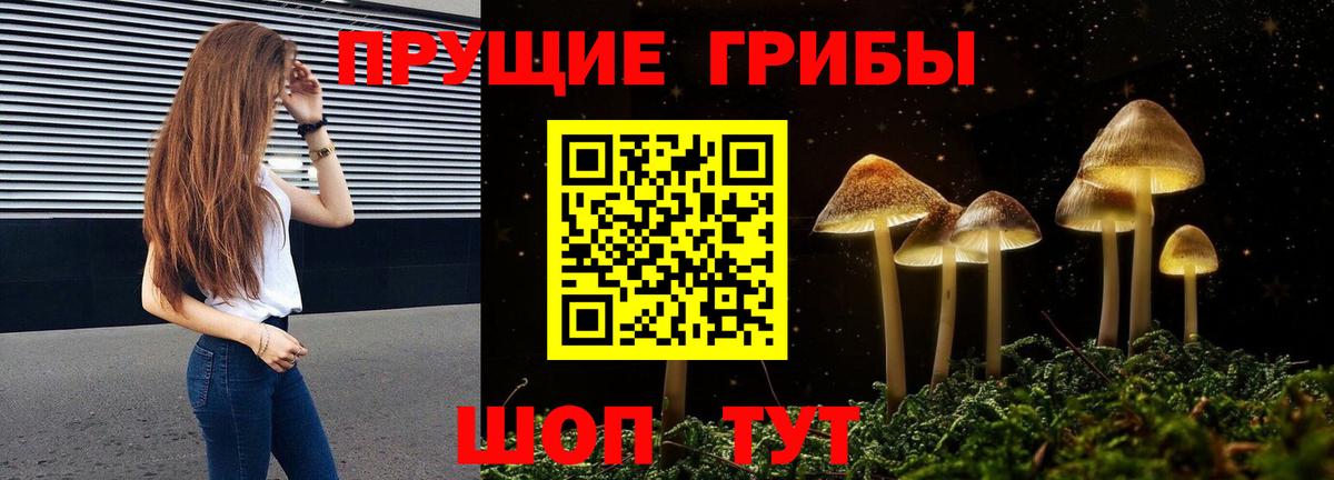 Галлюциногенные грибы Psilocybine cubensis Томск